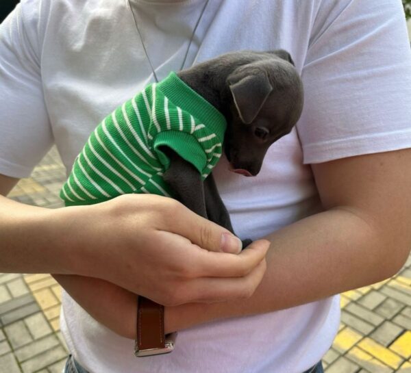 🐶 Female Italian Greyhound Puppy for Sale – Meet Julie 🐶
