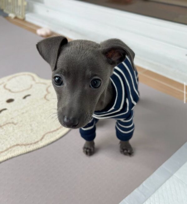 🐶 Female Italian Greyhound Puppy for Sale – Meet Julie 🐶 - Image 4