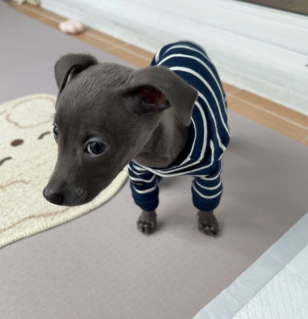 🐶 Female Italian Greyhound Puppy for Sale – Meet Julie 🐶 - Image 3