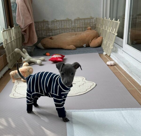 🐶 Female Italian Greyhound Puppy for Sale – Meet Julie 🐶 - Image 2