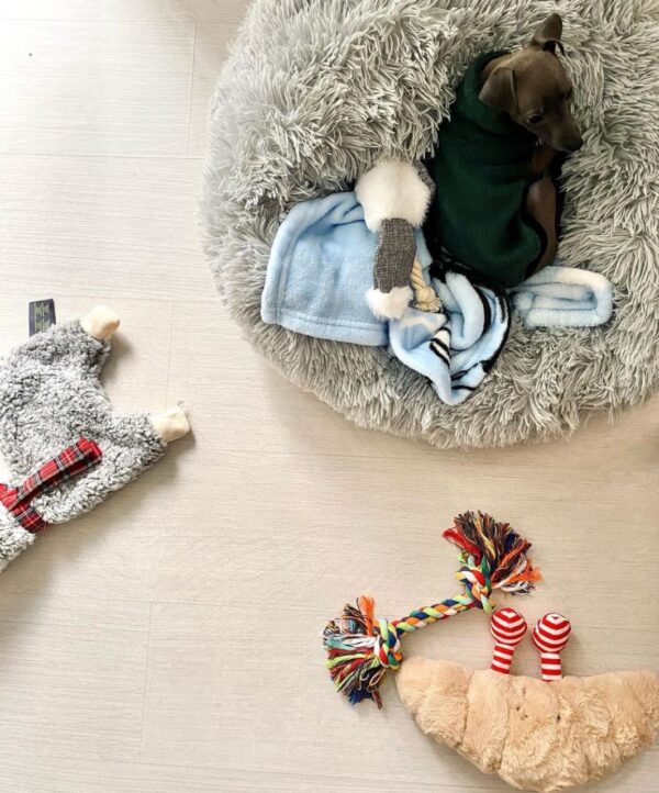 🐶 Male Italian Greyhound Puppy for Sale – Meet Timo 🐶 - Image 4