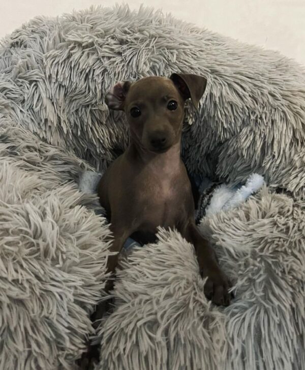 🐶 Male Italian Greyhound Puppy for Sale – Meet Timo 🐶 - Image 5