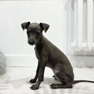 🐶 Male Italian Greyhound Puppy for Sale – Meet Timo 🐶
