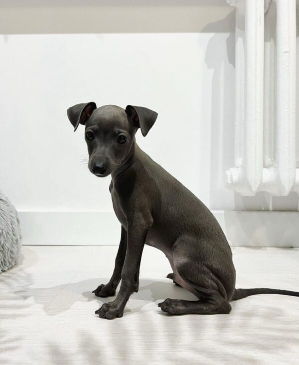 🐶 Male Italian Greyhound Puppy for Sale – Meet Timo 🐶