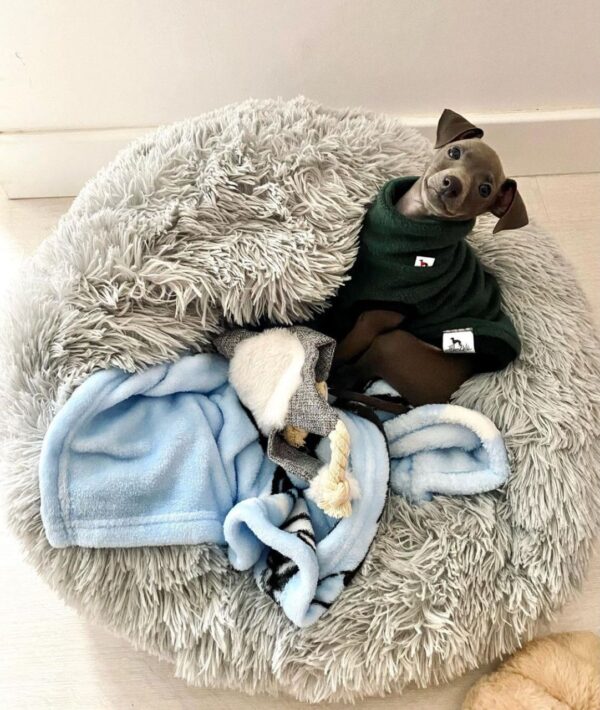🐶 Male Italian Greyhound Puppy for Sale – Meet Timo 🐶 - Image 3