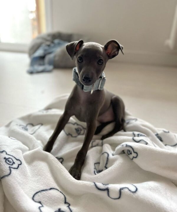 🐶 Male Italian Greyhound Puppy for Sale – Meet Timo 🐶 - Image 2