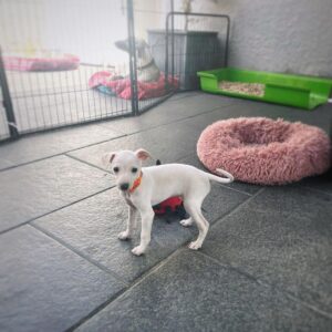 🐶 Female Italian Greyhound Puppy for Sale – Meet Tina 🐶