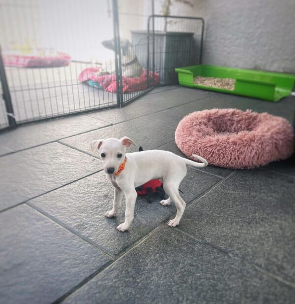 🐶 Female Italian Greyhound Puppy for Sale – Meet Tina 🐶