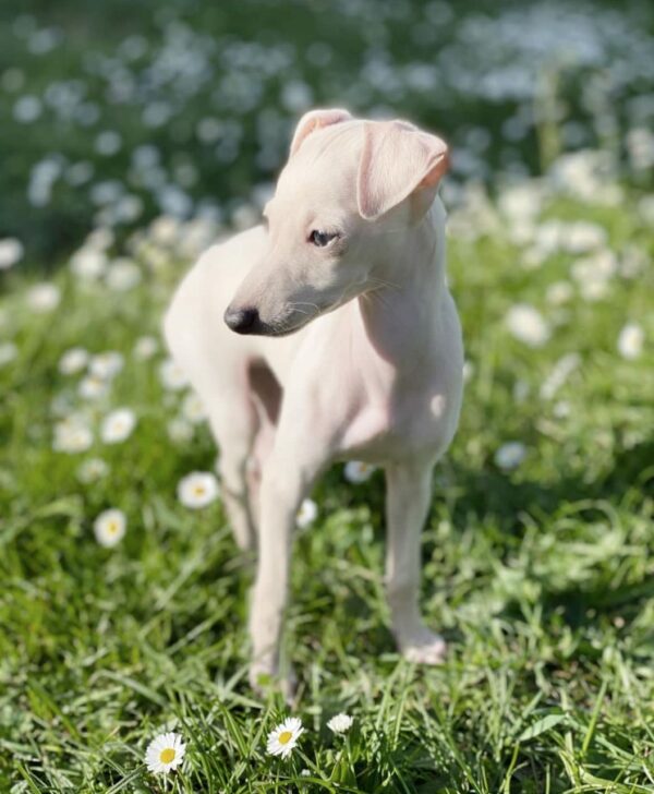 🐶 Female Italian Greyhound Puppy for Sale – Meet Tina 🐶 - Image 5