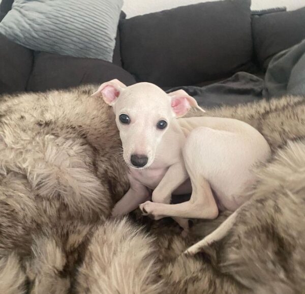 🐶 Female Italian Greyhound Puppy for Sale – Meet Tina 🐶 - Image 6