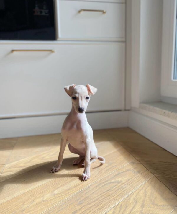🐶 Female Italian Greyhound Puppy for Sale – Meet Tina 🐶 - Image 3