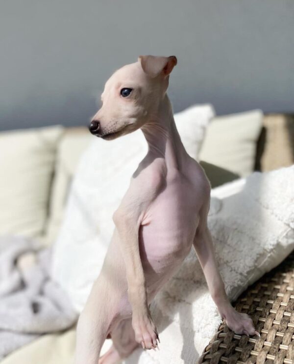 🐶 Female Italian Greyhound Puppy for Sale – Meet Tina 🐶 - Image 4