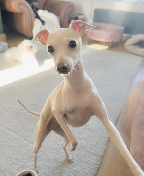 🐶 Female Italian Greyhound Puppy for Sale – Meet Tina 🐶 - Image 2