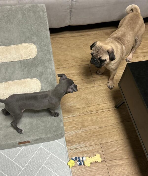 🐶 Female Italian Greyhound Puppy for Sale – Meet Gina 🐶 - Image 5