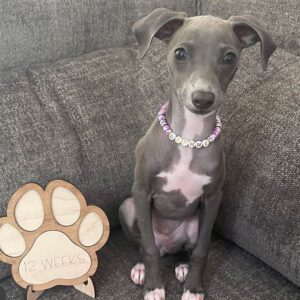 Female Italian Greyhound Puppy for Sale – Meet Gina in blue coat