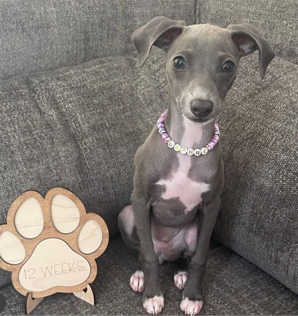 Female Italian Greyhound Puppy for Sale – Meet Gina in blue coat