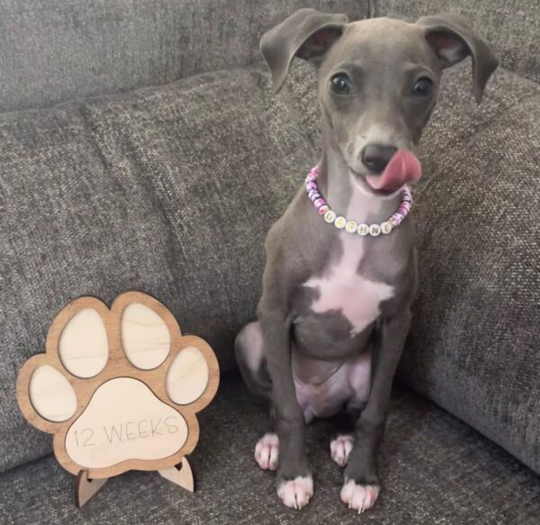 🐶 Female Italian Greyhound Puppy for Sale – Meet Gina 🐶 - Image 4