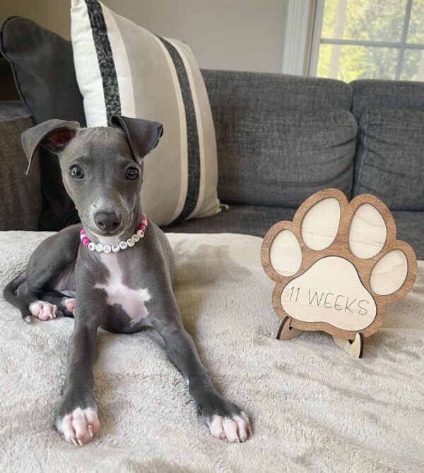 🐶 Female Italian Greyhound Puppy for Sale – Meet Gina 🐶 - Image 3