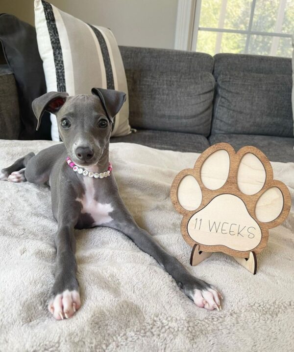 🐶 Female Italian Greyhound Puppy for Sale – Meet Gina 🐶 - Image 2