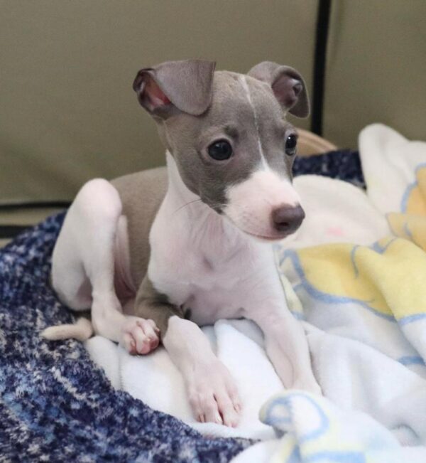 🐶 Female Italian Greyhound Puppy for Sale – Meet Luna 🐶 - Image 3
