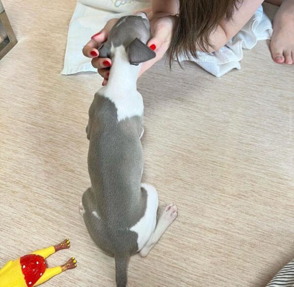🐶 Female Italian Greyhound Puppy for Sale – Meet Luna 🐶 - Image 6