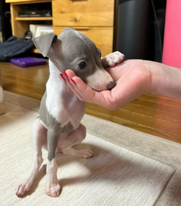 🐶 Female Italian Greyhound Puppy for Sale – Meet Luna 🐶 - Image 5