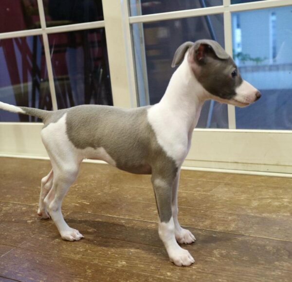 🐶 Female Italian Greyhound Puppy for Sale – Meet Luna 🐶 - Image 4