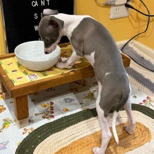 Female Italian Greyhound Puppy for Sale – Meet Luna in white and blue coat