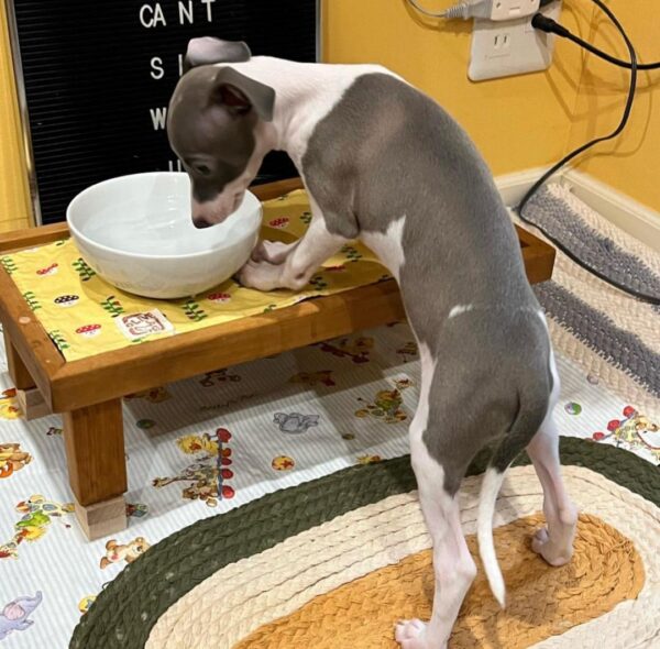 Female Italian Greyhound Puppy for Sale – Meet Luna in white and blue coat