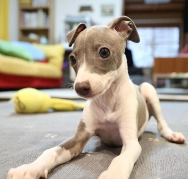 🐶 Female Italian Greyhound Puppy for Sale – Meet Luna 🐶 - Image 2