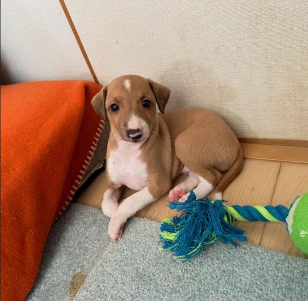 🐶 Meet Lola – Exquisite Female Italian Greyhound Puppy !  🐶 - Image 2