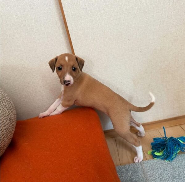 🐶 Meet Lola – Exquisite Female Italian Greyhound Puppy !  🐶 - Image 3