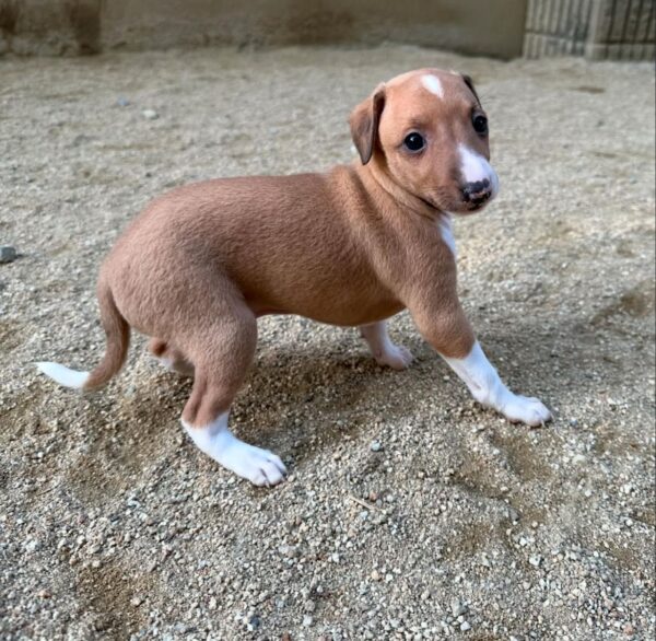 🐶 Meet Lola – Exquisite Female Italian Greyhound Puppy !  🐶 - Image 4