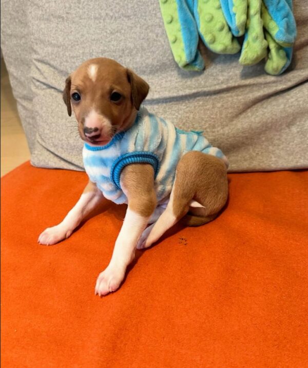 🐶 Meet Lola – Exquisite Female Italian Greyhound Puppy !  🐶 - Image 6
