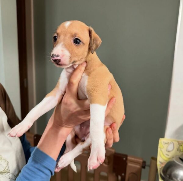 🐶 Meet Lola – Exquisite Female Italian Greyhound Puppy !  🐶 - Image 5