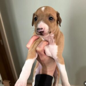 Meet Lola – Exquisite Female Italian Greyhound Puppy available for adoption