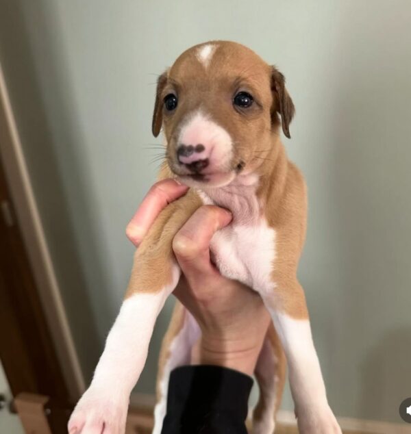 Meet Lola – Exquisite Female Italian Greyhound Puppy available for adoption