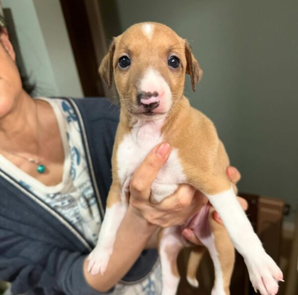 🐶 Meet Lola – Exquisite Female Italian Greyhound Puppy !  🐶 - Image 7
