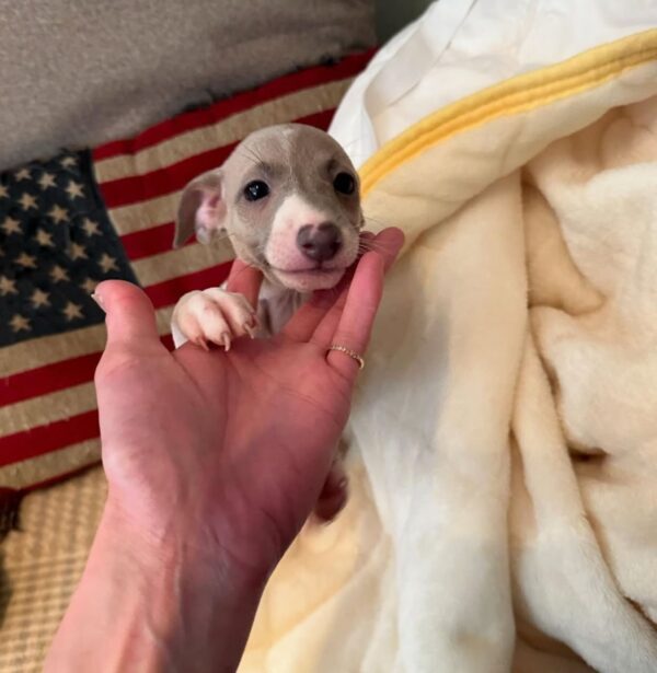 🐶 Male Italian Greyhound Puppy for Sale – Meet Pato 🐶 - Image 8