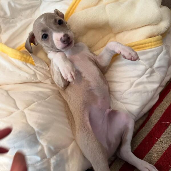 🐶 Male Italian Greyhound Puppy for Sale – Meet Pato 🐶 - Image 9