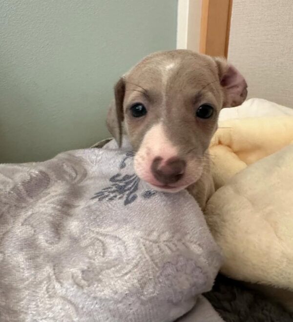🐶 Male Italian Greyhound Puppy for Sale – Meet Pato 🐶 - Image 7