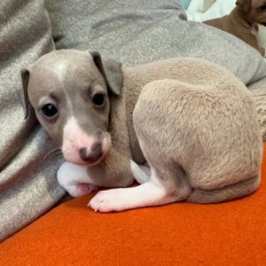 Male Italian Greyhound Puppy for Sale – Pato in grey and white coat