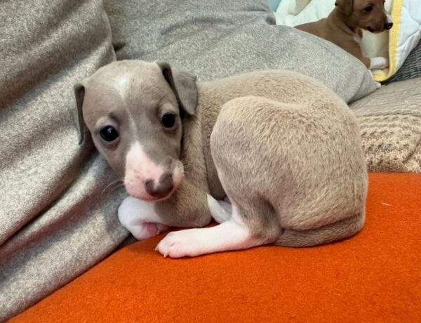 Male Italian Greyhound Puppy for Sale – Pato in grey and white coat