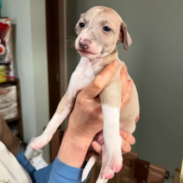 🐶 Male Italian Greyhound Puppy for Sale – Meet Pato 🐶 - Image 6