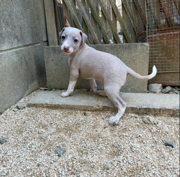 🐶 Male Italian Greyhound Puppy for Sale – Meet Pato 🐶 - Image 4