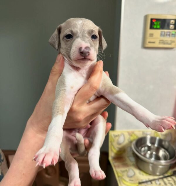 🐶 Male Italian Greyhound Puppy for Sale – Meet Pato 🐶 - Image 3