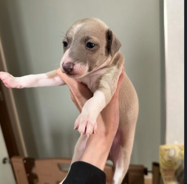 🐶 Male Italian Greyhound Puppy for Sale – Meet Pato 🐶 - Image 2