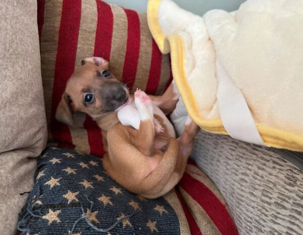 🐶 Male Italian Greyhound Puppy for Sale – Meet Milo 🐶 - Image 7