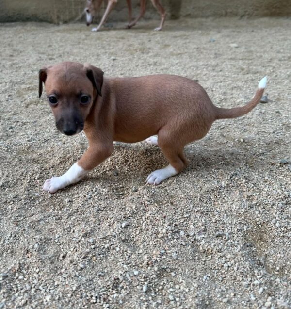 🐶 Male Italian Greyhound Puppy for Sale – Meet Milo 🐶 - Image 6