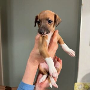 🐶 Male Italian Greyhound Puppy for Sale – Meet Milo 🐶